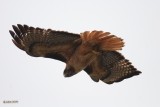 Buse  queue rousse (Red-tailed hawk) 1/4