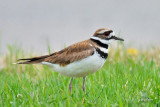 Pluvier kildir (Killdeer)