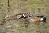 Sarcelle  ailes bleues (Blue-winged teal)