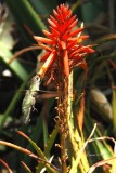 Colibri (Hummingbird)