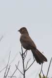 Tohi de Californie (California towhee)