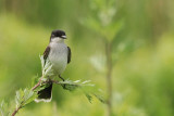 Tyran tritri (Eastern Kingbird)