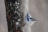 Sittelle  poitrine blanche (white-breasted nuthatch)