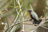 Colibri (Hummingbird)