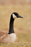 Bernache du Canada (Canada goose)