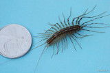 Scutigre vloce (House centipede)