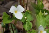 Trille blanche (Great White Trillium)