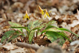 Erytrone d Amrique (Trout lily)