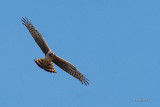 Busard des marais (Northern harrier)