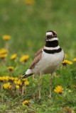Pluvier kildir male (Killdeer)