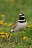 Pluvier kildir  male (Killdeer)