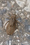 Larve vivante libellule (Dragonfly larva alive)