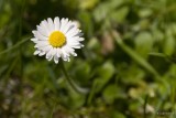 aster DSC_5220 2 copy.jpg