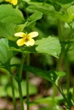 Downy yellow violet (Viola pubescens)
