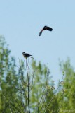 Crécerelle et carouge (Kestrel and Blackbird)