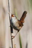 Troglodyte des marais (Marsh wren)