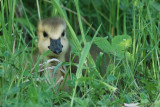 Bernache du Canada (Canada goose)