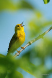 Paruline jaune (Yellow warbler)