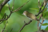 Viro aux yeux rouges (Red-eyed vireo)