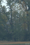 Oies: Bernaches du Canada (Canada geese)