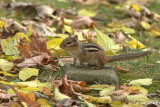 Tamia ray/Petit suisse  (Eastern chipmunk)