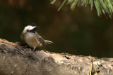 Msange  tte noire (Black-capped chickadee)