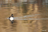 Petit garrot, femelle  (Bufflehead)