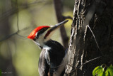 Grand Pic (Pileated woodpecker)