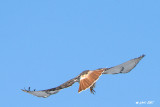 Buse  queue rousse, adulte  (Red-tailed hawk) 2/2