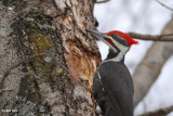 Grand Pic male (Pileated woodpecker)