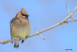 Jaseur dAmrique (Cedar waxwing)