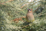 Jaseur dAmrique (Cedar waxwing)