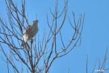 Autour des palombes, adulte (Goshawk)