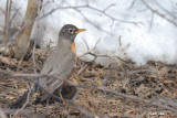 Merle dAmrique, femelle (American Robin)