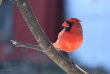 Cardinal rouge (Northern cardinal)