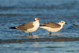 Mouettes atricilles (Laughing gulls)