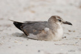 Mouette atricille, 1er hiver (Laughing gull, 1st winter)