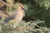 Jaseur dAmrique (Cedar waxwing)