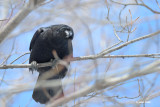 Corneille dAmrique (American crow)