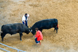 Bull Fight