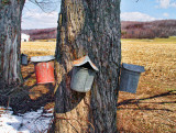 Buckets Around the Tree