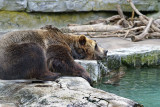 Siesta Time At the Zoo