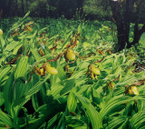 Cypripedium parviflorum var parviflorum (southern small yellow ladys-slipper) Shenandoah Natl Park, Va.