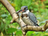 Belter Kingfisher & fish