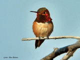 Allens Hummingbird