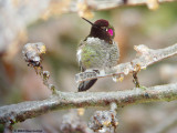 Annas Hummingbird & ice