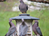Band-tailed Pigeons
