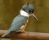 Belted Kingfisher f.