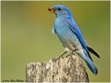 Mtn. Bluebird, male