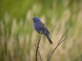 Blue Grosbeak